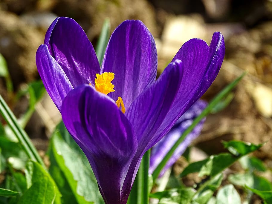 crocus, spring, lenz, early bloomer, violet, yellow, garden HD wallpaper