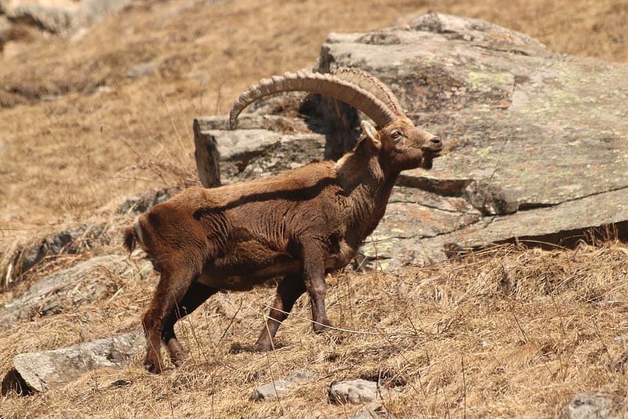 capricorn, alpine, animal, alpine ibex, horns, horned, animal themes