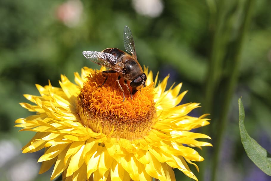 insect, macro, flower, close up, yellow, blossom, bloom, pollination HD wallpaper