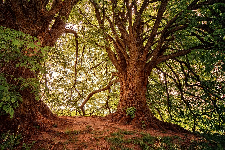 Landscape Photography of Green Leaf Trees, bark, branch, brown HD wallpaper