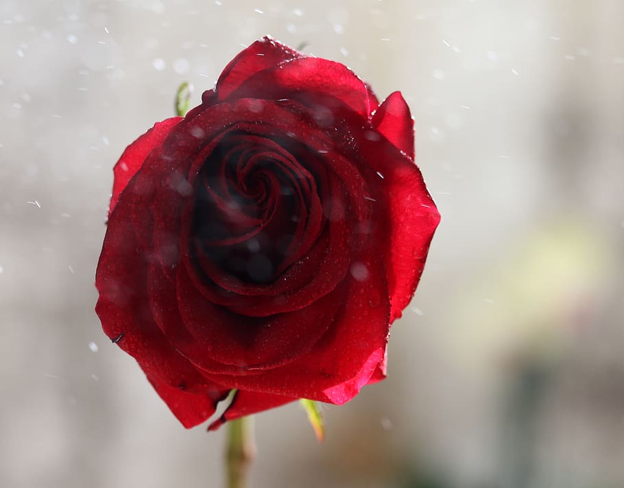 rose, red, wet, rain, water, drops, flower, plant, rose - flower HD wallpaper