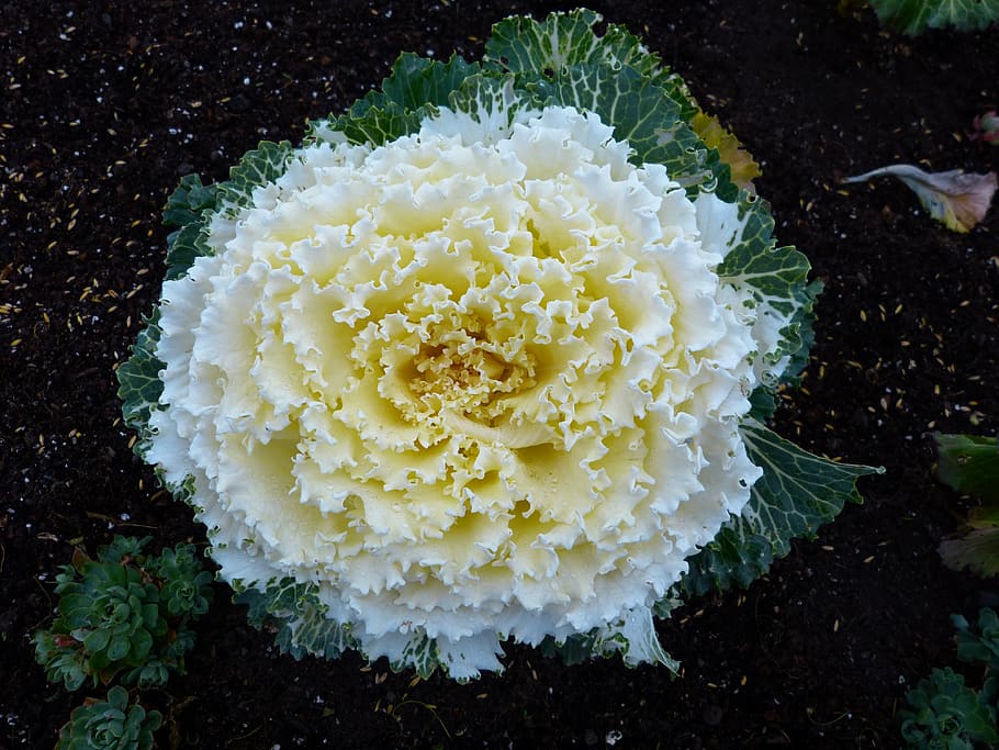 cabbage, flower, vegetables, garden, plants, decorative, cultures HD wallpaper