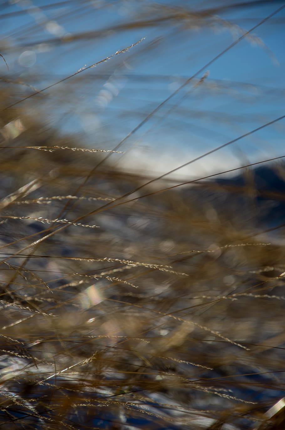combloux, bokeh, grass, autumn, winter, no people, day, plant HD wallpaper