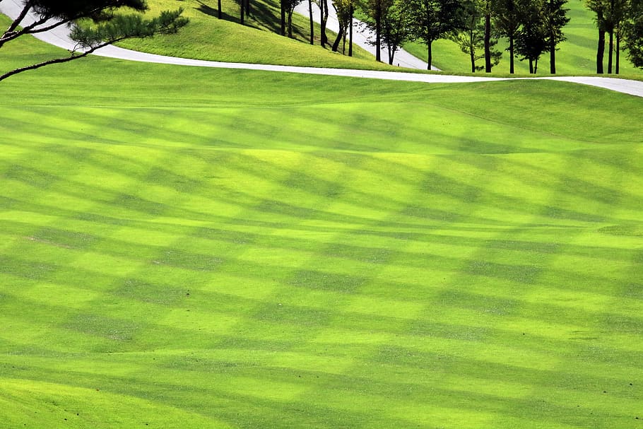 golf, green, field, grass, sport, golfers, golf course, landscape HD wallpaper