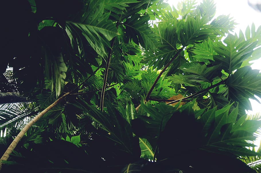 forest, green, leaves, leaf, branches, tree, tropical, lookup HD wallpaper