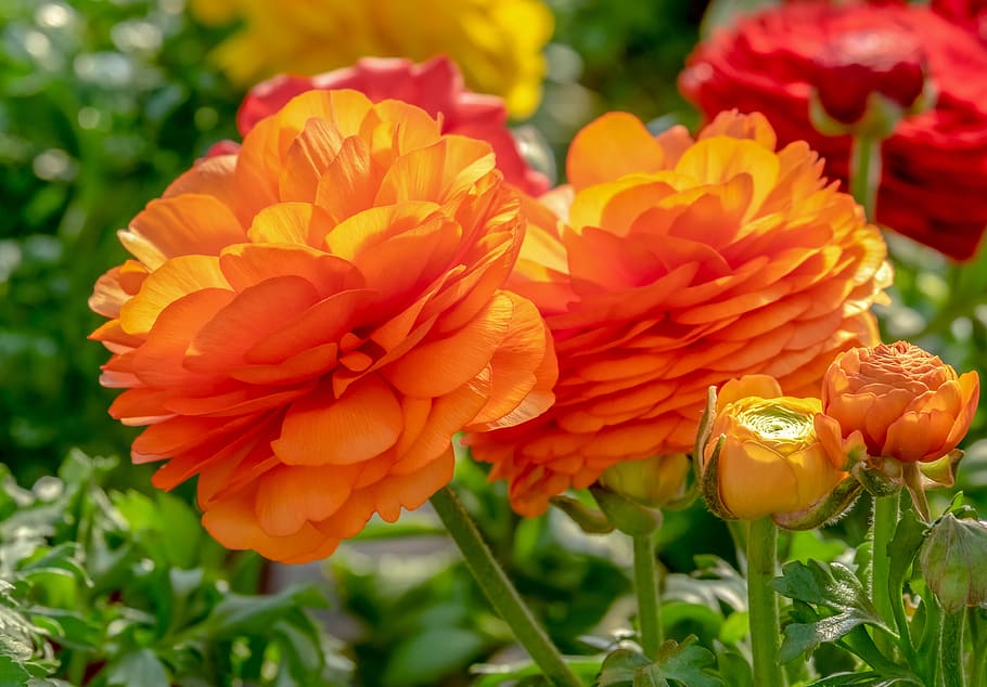 ranunculus, flower, blossom, bloom, bright, orange, farbenpracht HD wallpaper