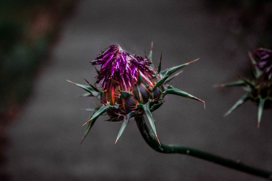 flower, dark, darkness, mad, heaven, close-up, plant, flowering plant HD wallpaper