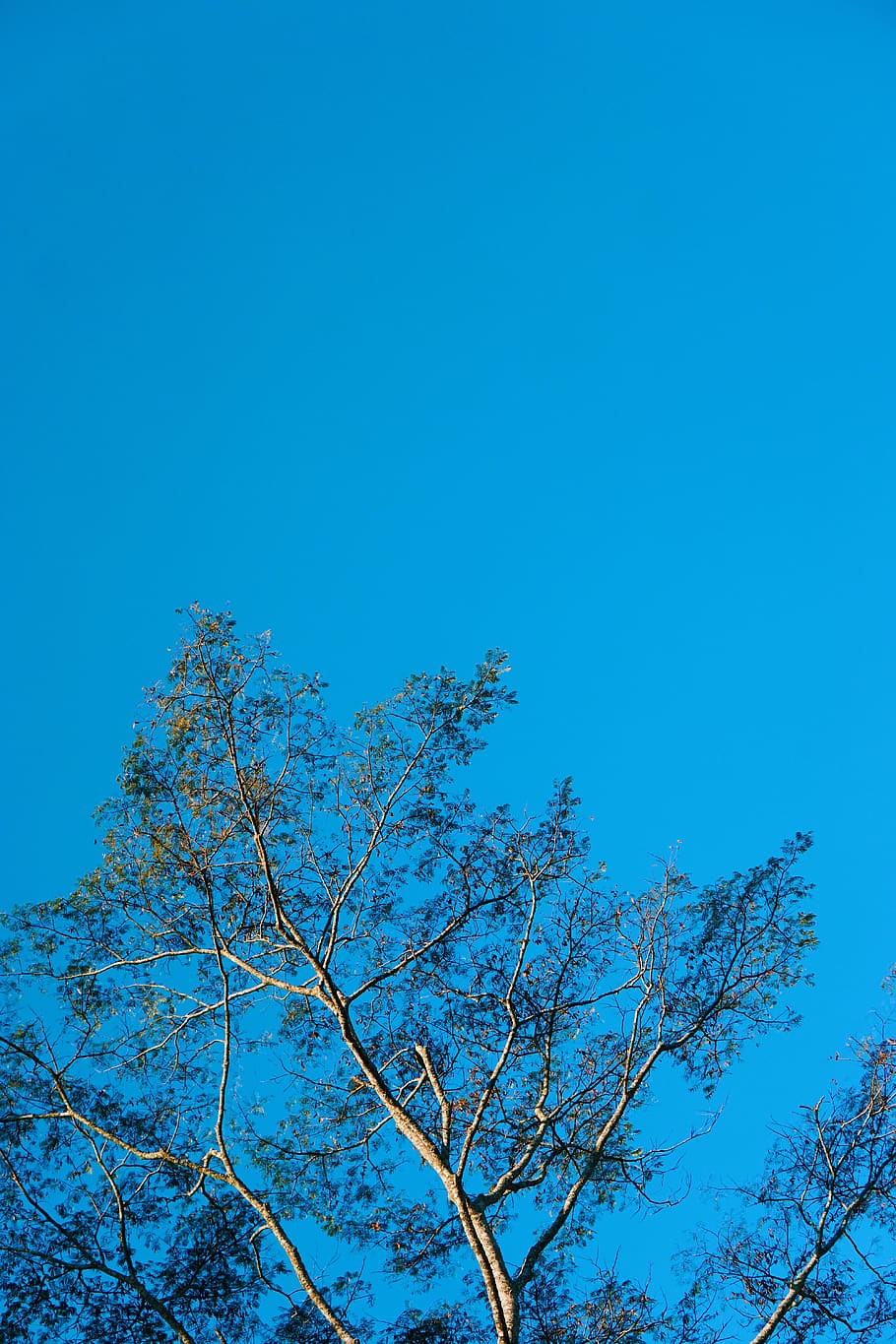 vietnam, dalat, minimal, tree, mountain tree, tall, sky, blue HD wallpaper