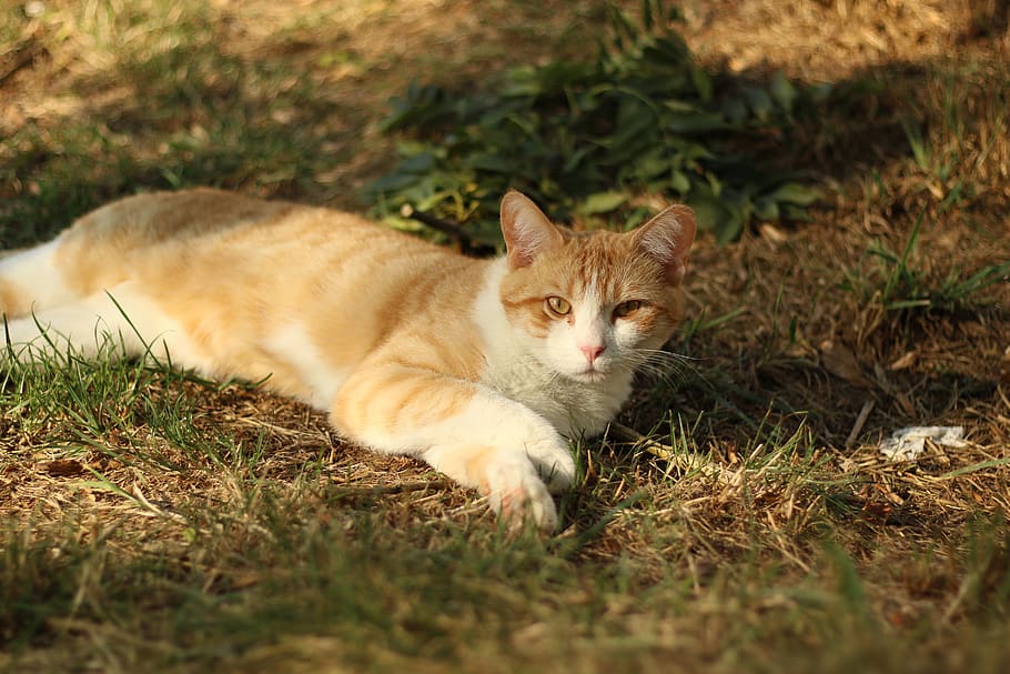 cat, rest, tenderness, animals, domestic, pets, domestic cat HD wallpaper