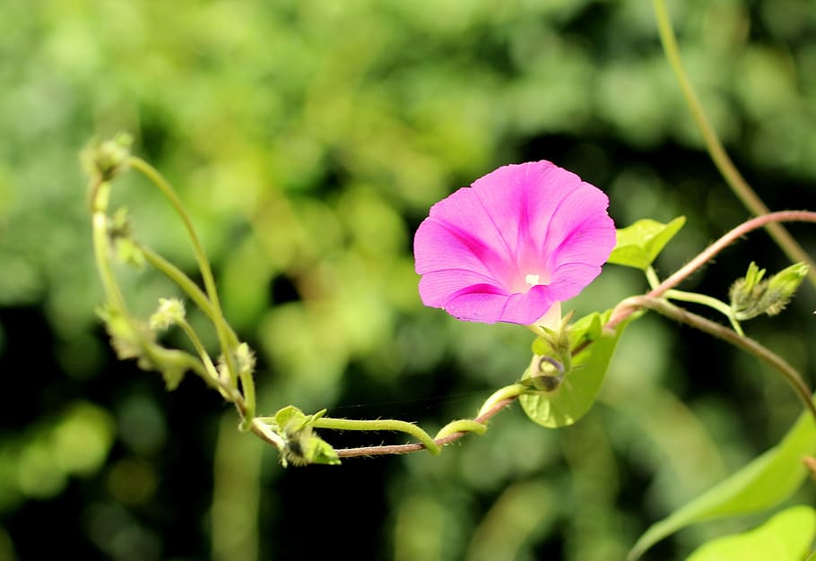 bindweed, flower, pink, creeper, figure, the delicacy, flowering HD wallpaper
