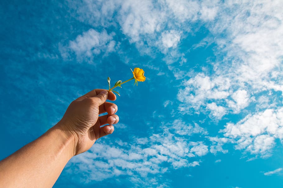 Person Holding Yellow Petaled Flower Under Blue Sky, daylight HD wallpaper