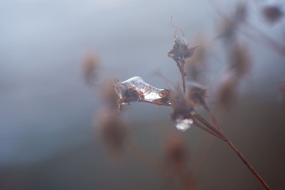 nature, winter, cold, eiskristalle, frosty, icy, frozen, foggy HD wallpaper
