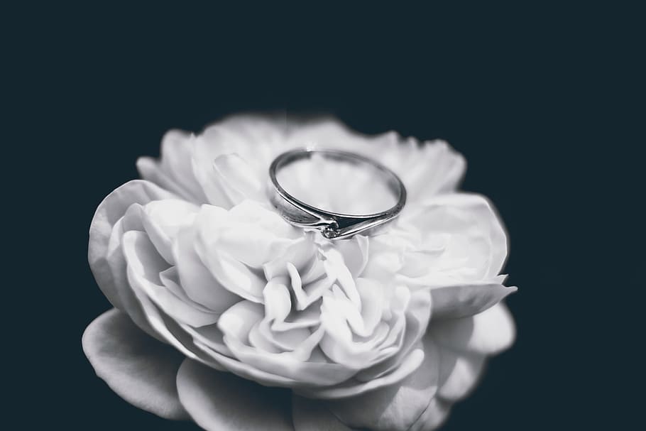 Photo of Silver Ring, blur, close-up, flower, focus, petals, romance HD wallpaper
