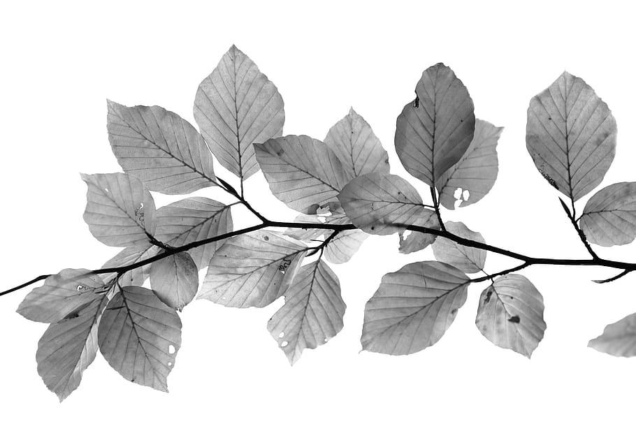 leafs, black and white, beech, isolated, white background, branch HD wallpaper