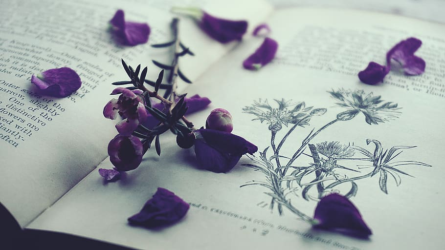 Purple Petals on Opened Book, close-up, colors, lavender color, HD wallpaper