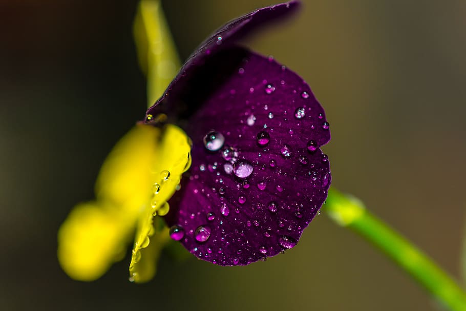 raindrops, flower, plant, beauty in nature, flowering plant HD wallpaper