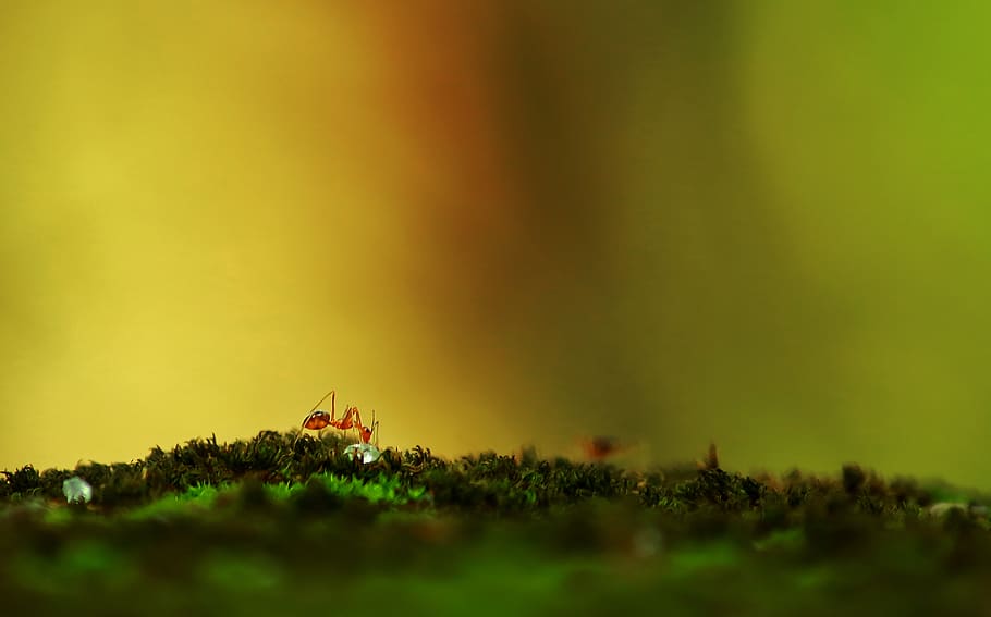 Selective Focus Photography Of Red Ant On Green Surface, insect HD wallpaper