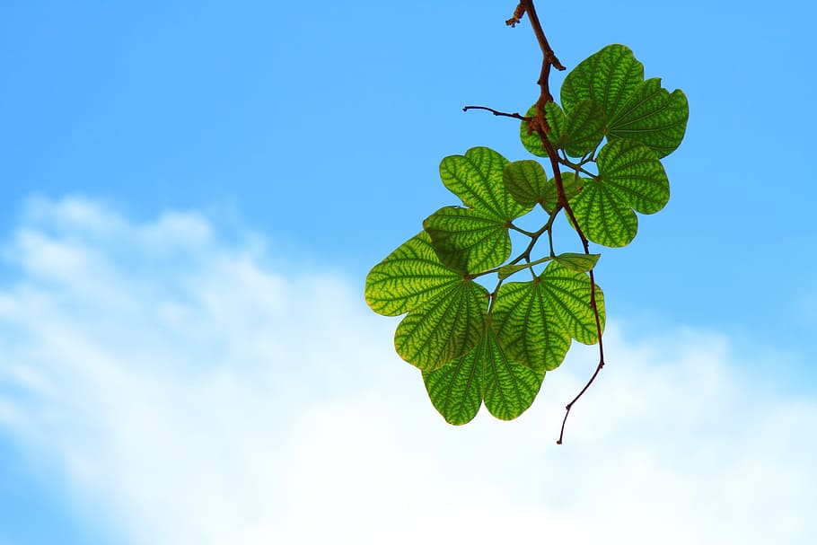leave, leaf, graphic, graphical, representation, green, fresh HD wallpaper