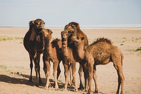 five camels on desert, animal, mammal, iran, isfahan province HD wallpaper