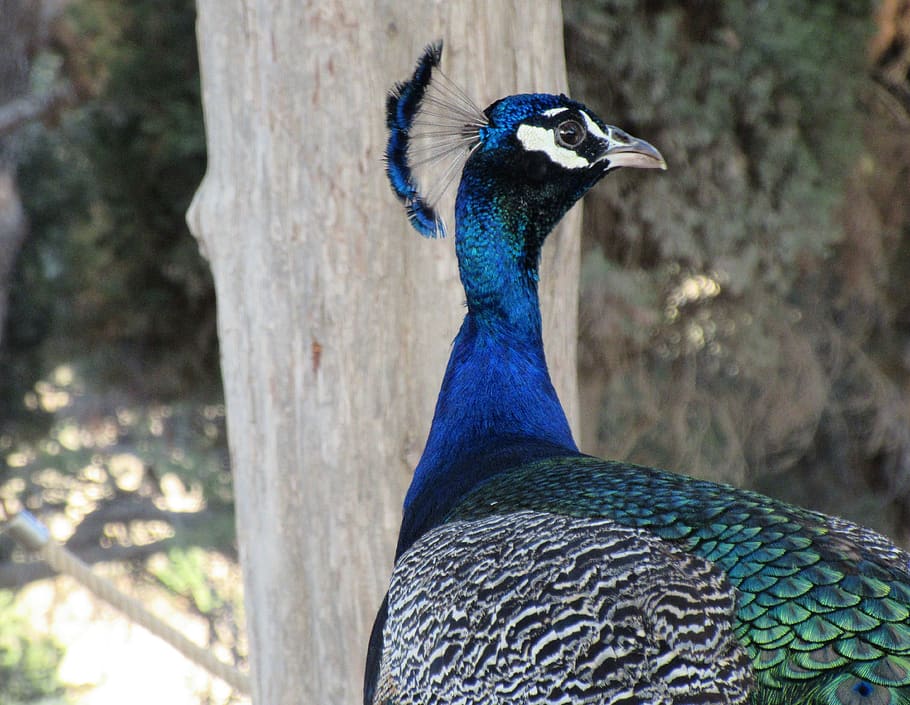 peacock, portrait, bird, head, close up, animal, iridescent HD wallpaper