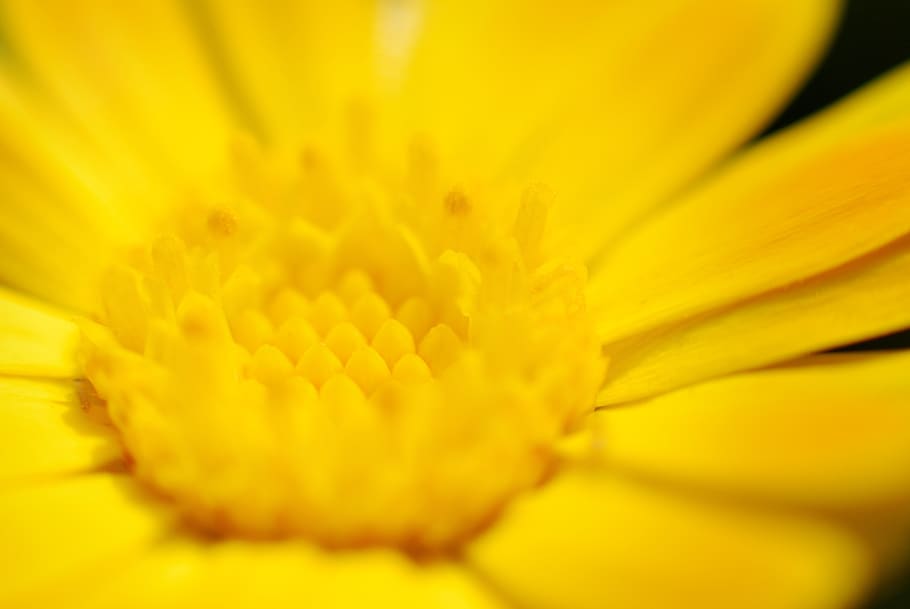 flower, yellow, macro, flowering plant, freshness, petal, flower head HD wallpaper