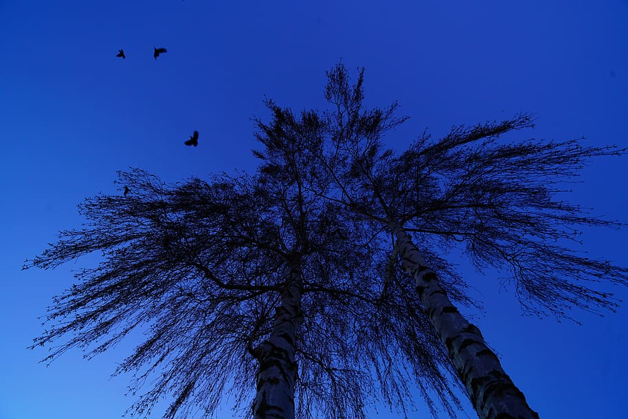 trees, birds, flying, dom, birch, sky, low angle view, plant HD wallpaper