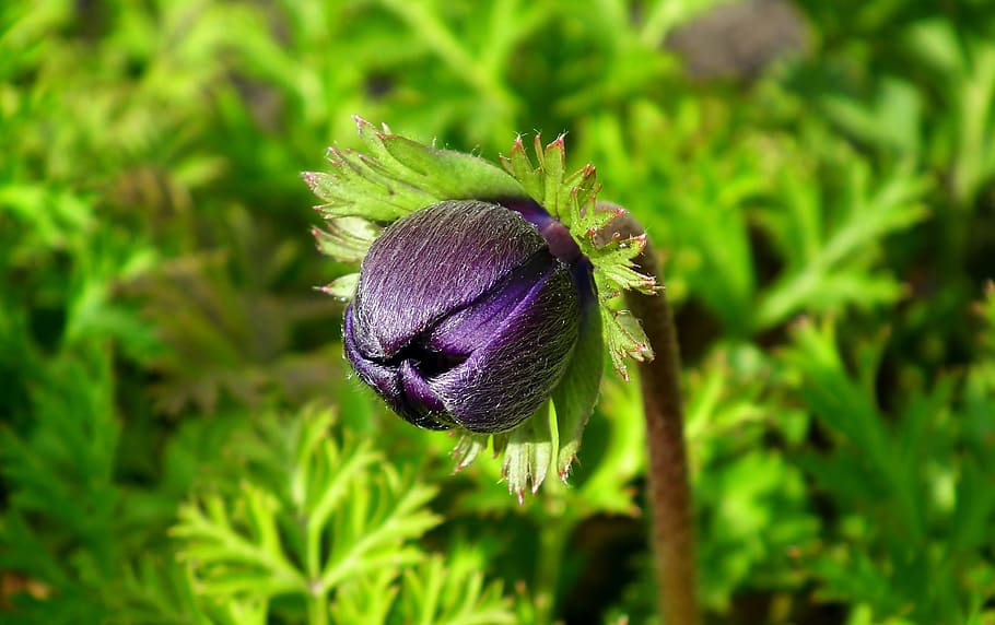anemone, flower, bud, spring, garden, macro, jaskrowate, beautiful HD wallpaper