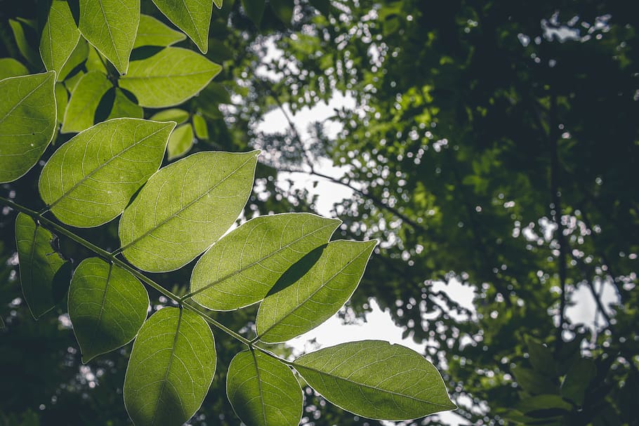 Closeup Photo of Green Leaf Trees, background, botanical, bright HD wallpaper