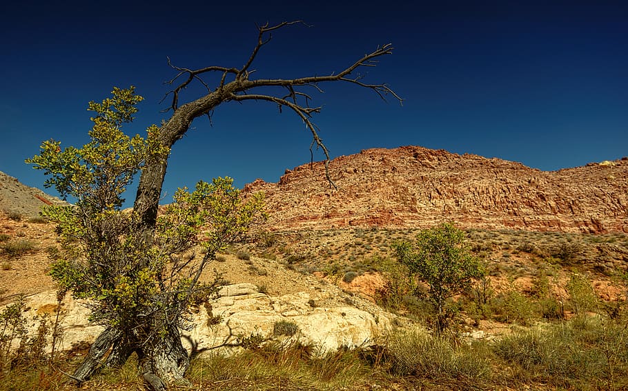 nevada, desert, tree, blue, sky, usa, travel, kahl, steppe HD wallpaper