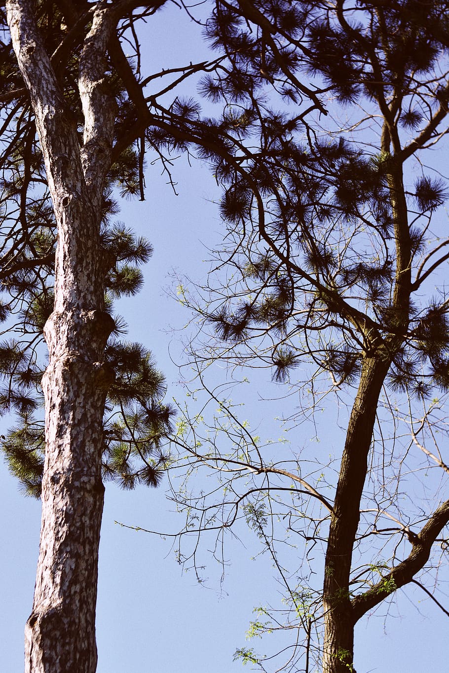 sky, trees, forest, botanical, botanical garden, bloom, summer HD wallpaper