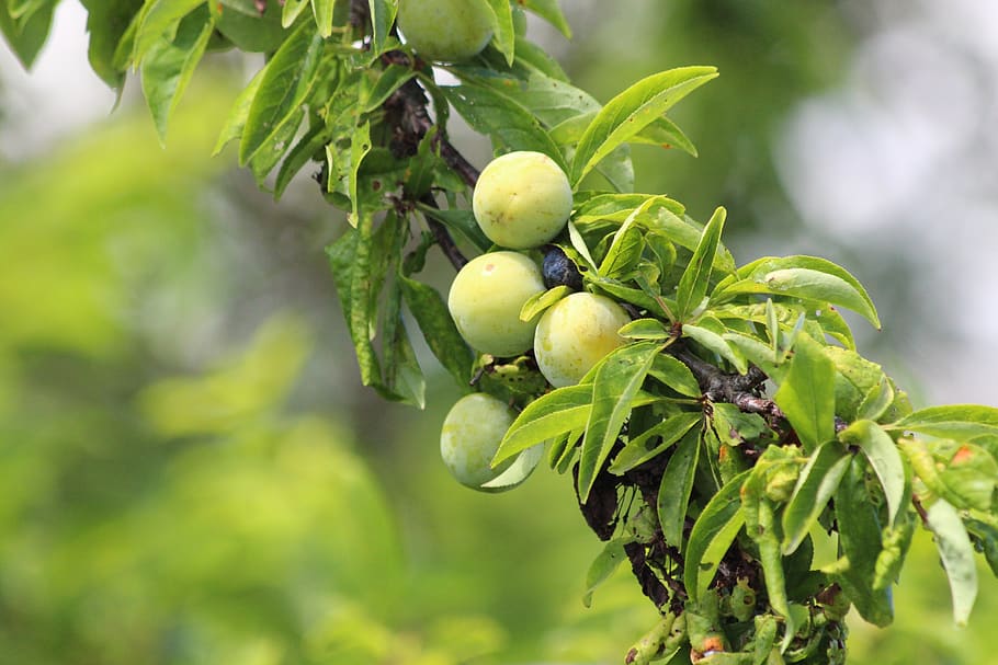 plum, branch, fruit, nature, sheet, food, outdoors, summer HD wallpaper