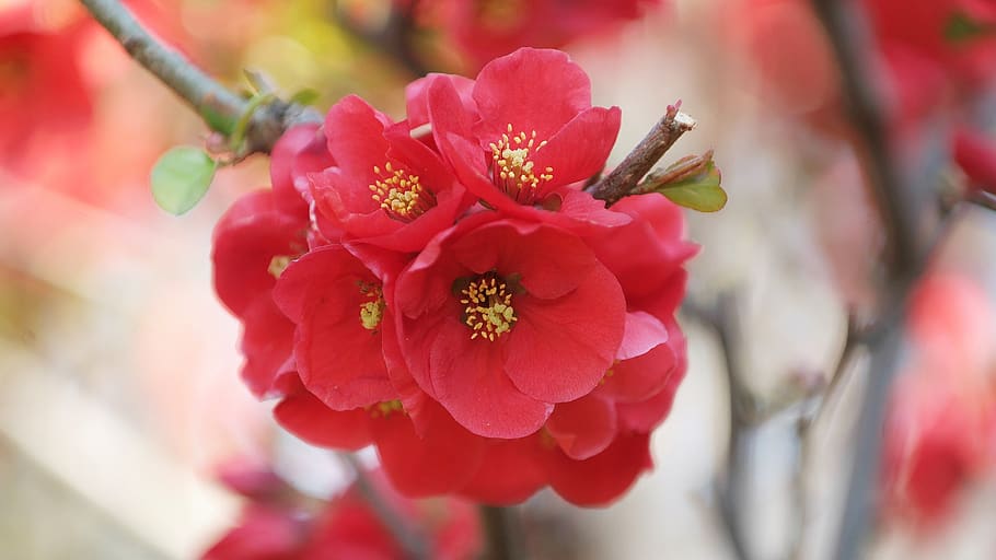 plum, flowers, spring, spring flowers, nature, beautiful, korea HD wallpaper