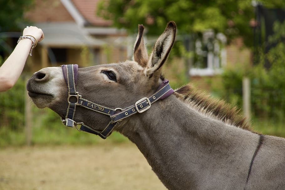 gray donkey, animal, mammal, wiltshire, united kingdom, flora HD wallpaper