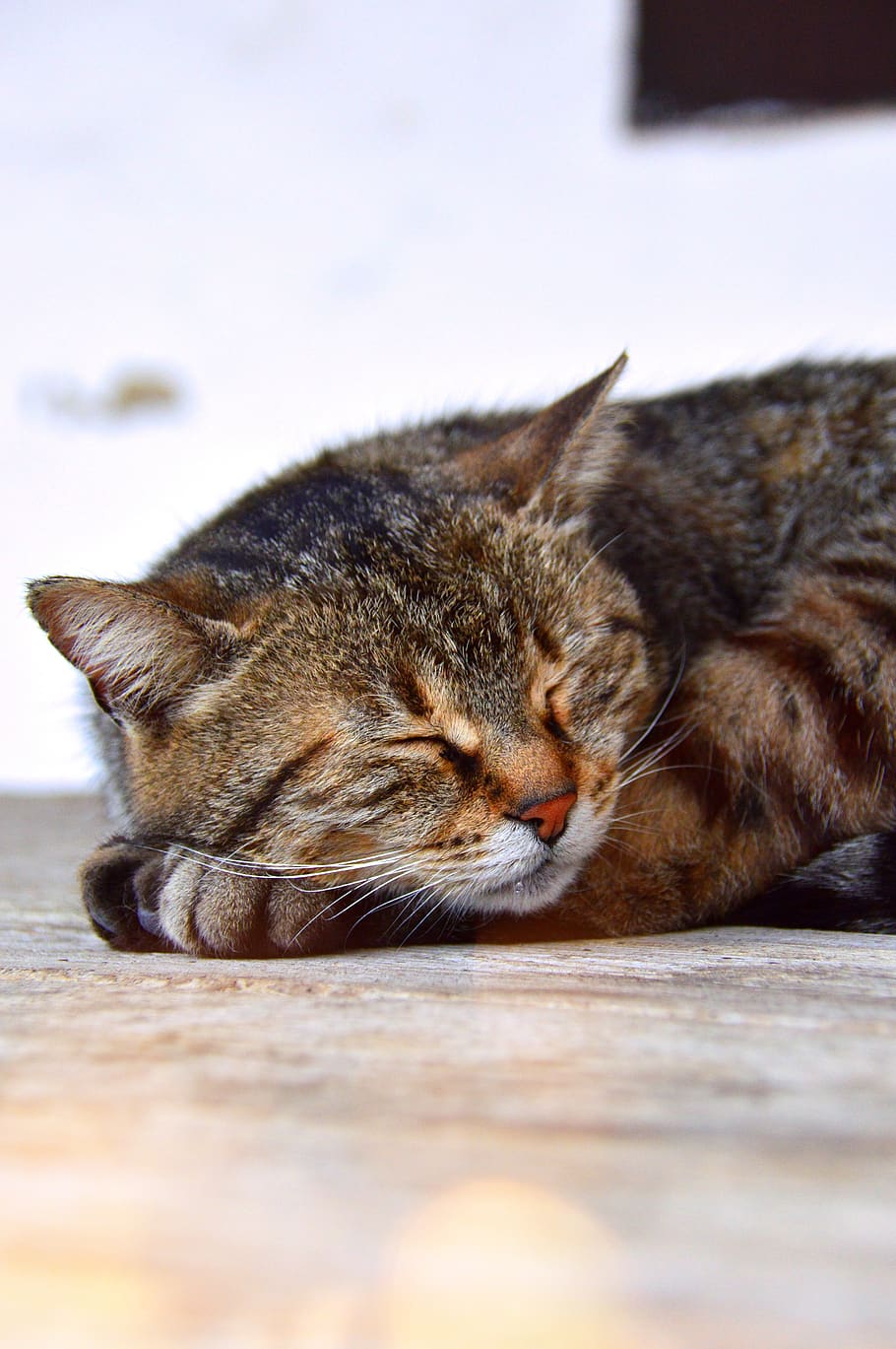 cat, sleep, tabby, kitten, cute, animal, pets, fur, feline HD wallpaper