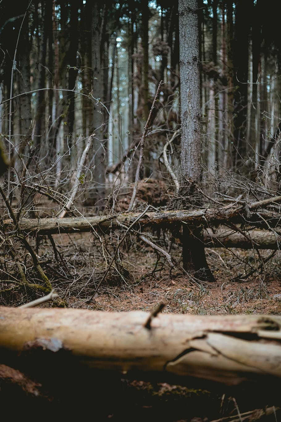 bare trees in forest, ground, plant, nature, land, outdoors, vegetation HD wallpaper