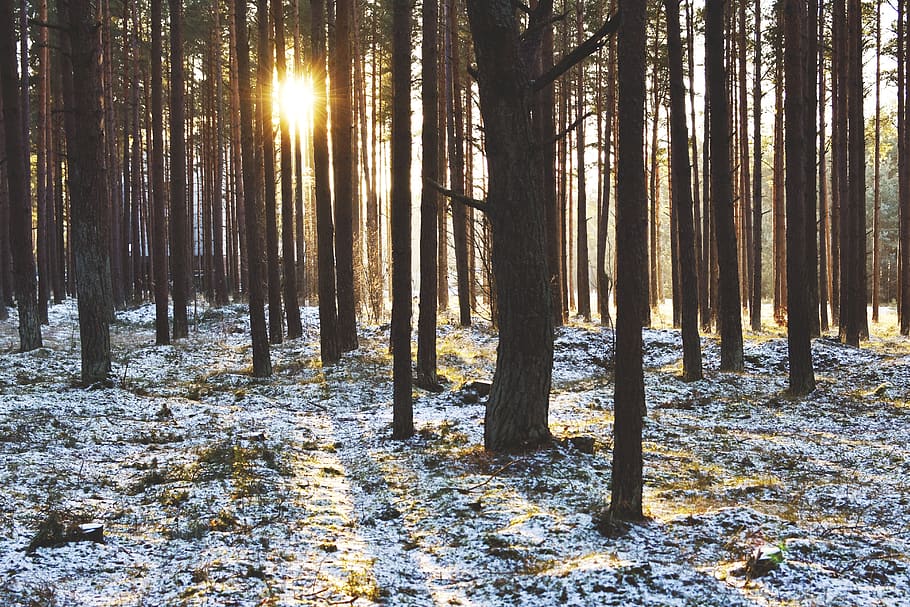 wood, forest, sunset, winter, pine forest, pines, trees, snow HD wallpaper