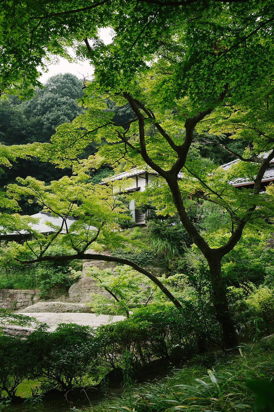 Temple trees