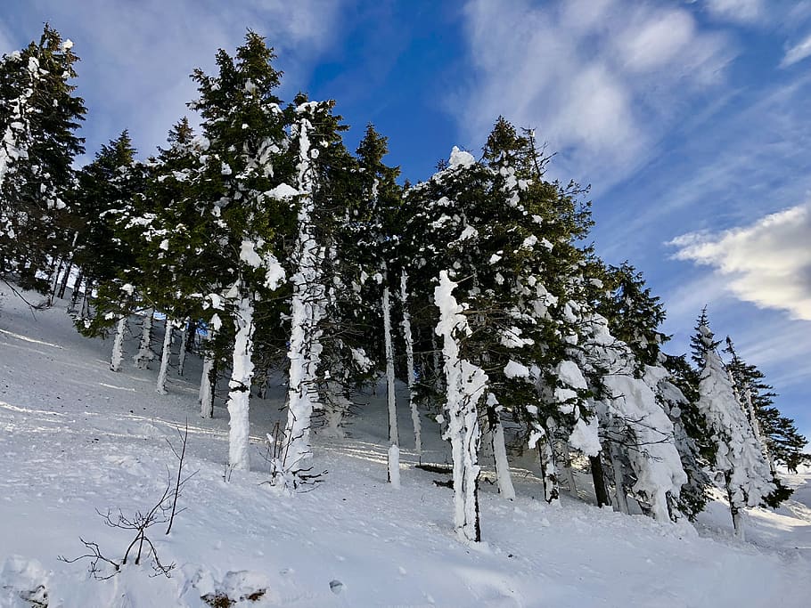 tree, plant, abies, fir, conifer, brașov, romania, telecabina kanzel HD wallpaper