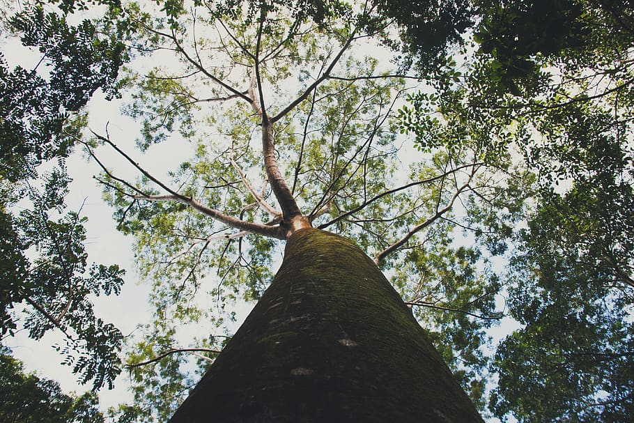 tree, plant, low angle view, tree trunk, growth, sky, nature HD wallpaper