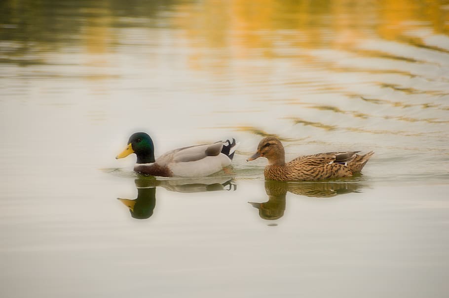 bird, palmiped, duck, animals, lake, wave, fauna, pond, mallard HD wallpaper