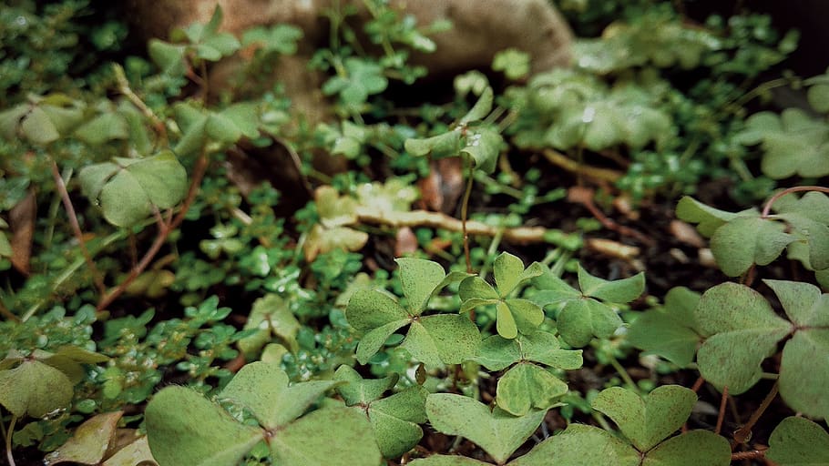 trees, forest, plant, folk, tropical, chill, growth, plant part HD wallpaper