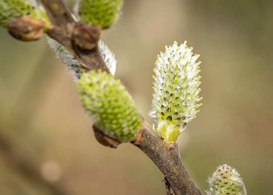 willow catkin, bud, spring, nature, close up, spring awakening HD wallpaper
