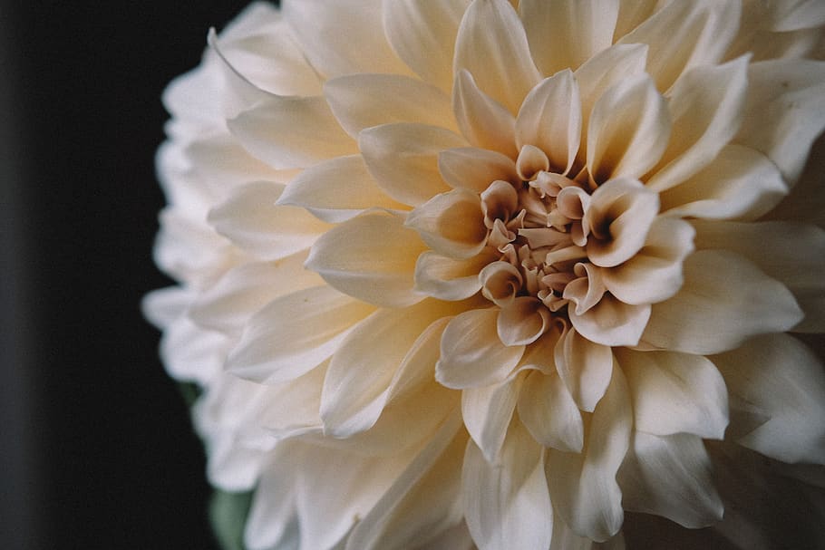 white flower, flowering plant, freshness, vulnerability, fragility HD wallpaper