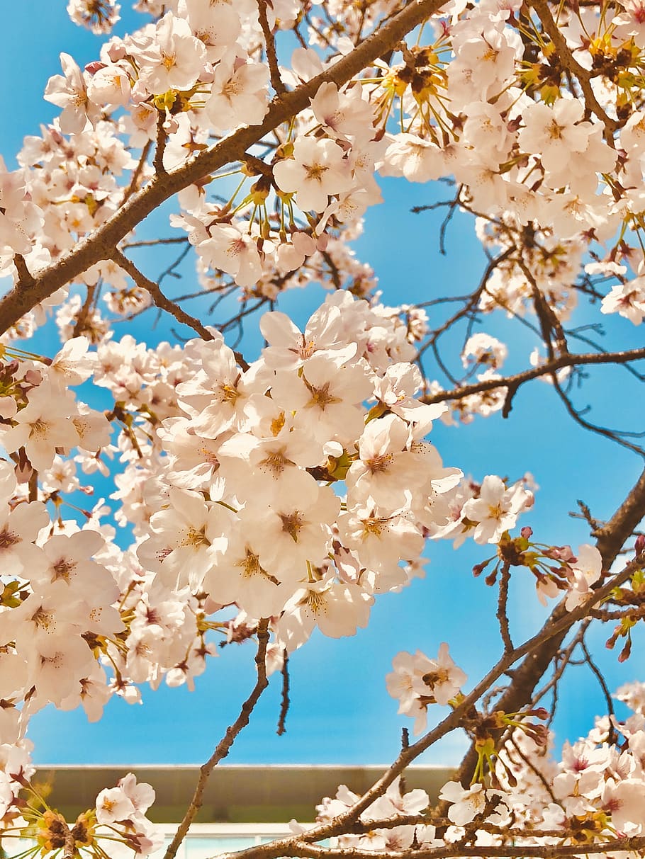 flowers, cherry blossom, pink, spring, wood, nature, cherry tree HD wallpaper
