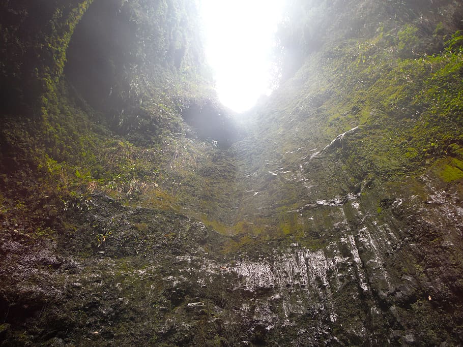 flare, light, nature, sunlight, outdoors, plant, moss, hike HD wallpaper