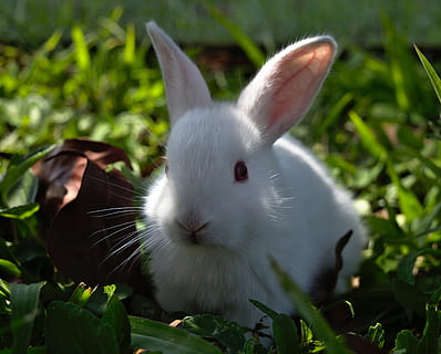 rabbit, bunny, hare, easter, cute, animal, little, pet, tame HD wallpaper