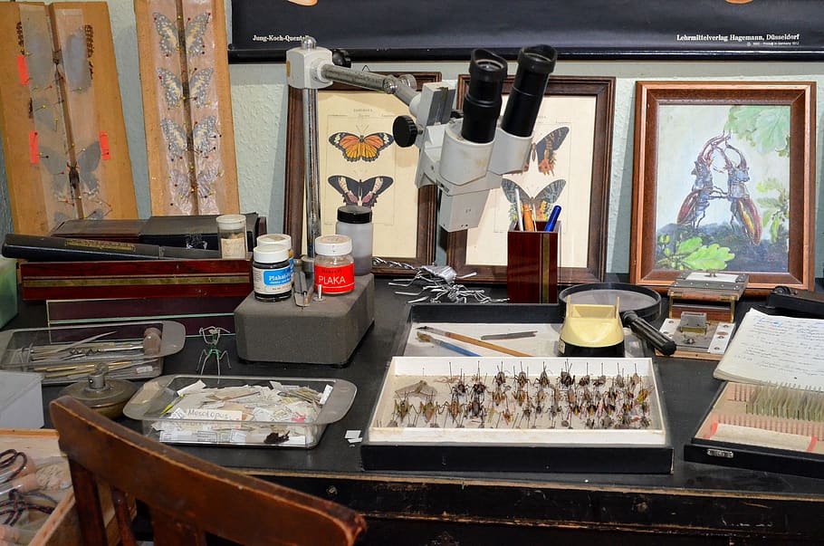 prep, butterfly, insect, workplace, biology, science, indoors HD wallpaper