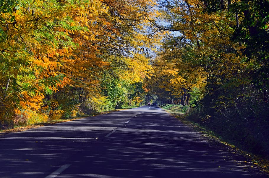 autumn, autumn road, color, cozy, nature, forest, trees, leaves, HD wallpaper