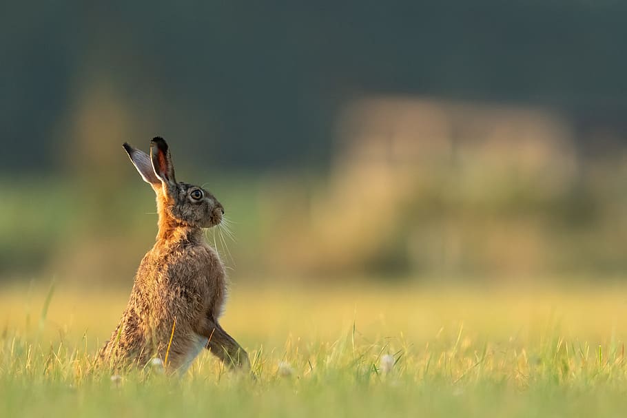 depth of field photo of brown and black rabbit on green grass field HD wallpaper