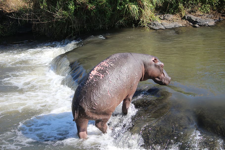 wounded, hippo, river, water, mammal, animal themes, motion HD wallpaper